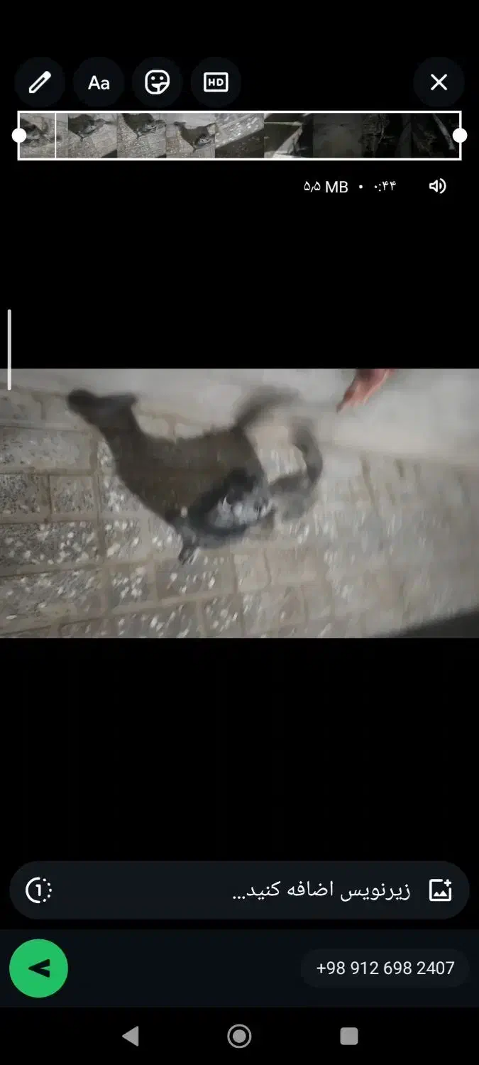 حیوانات|حیوانات|محمدشهر, همایون ویلا|دیوار