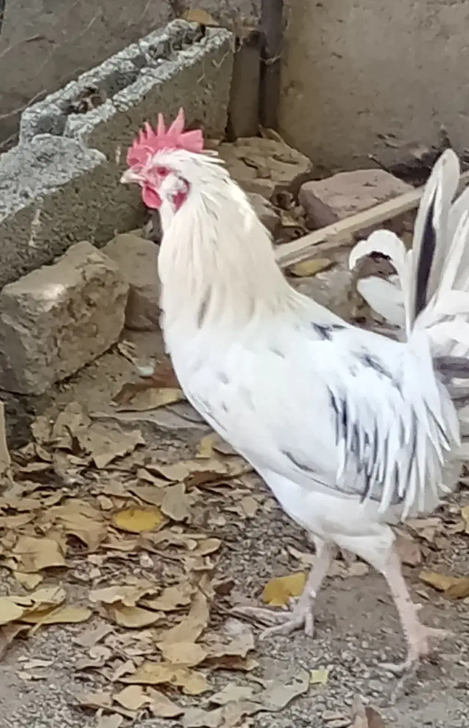 خروس محلی گلین|حیوانات مزرعه|قروه, |دیوار