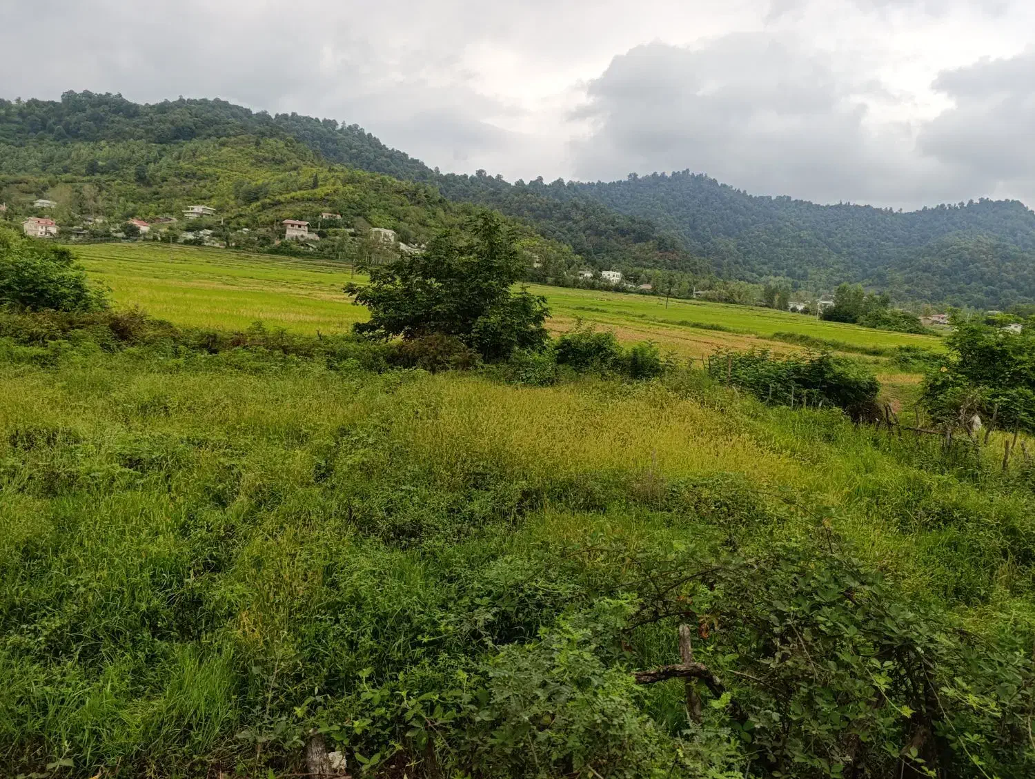 زمین باغی ومسکونی/ ۲۵۰۰متر/ سند دار|فروش زمین و ملک کلنگی|لیسار, |دیوار