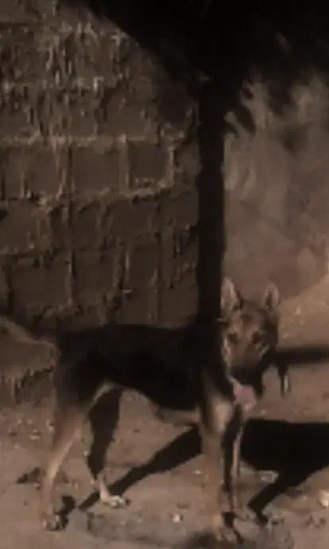 هاسکی ماده|سگ|شوشتر, |دیوار