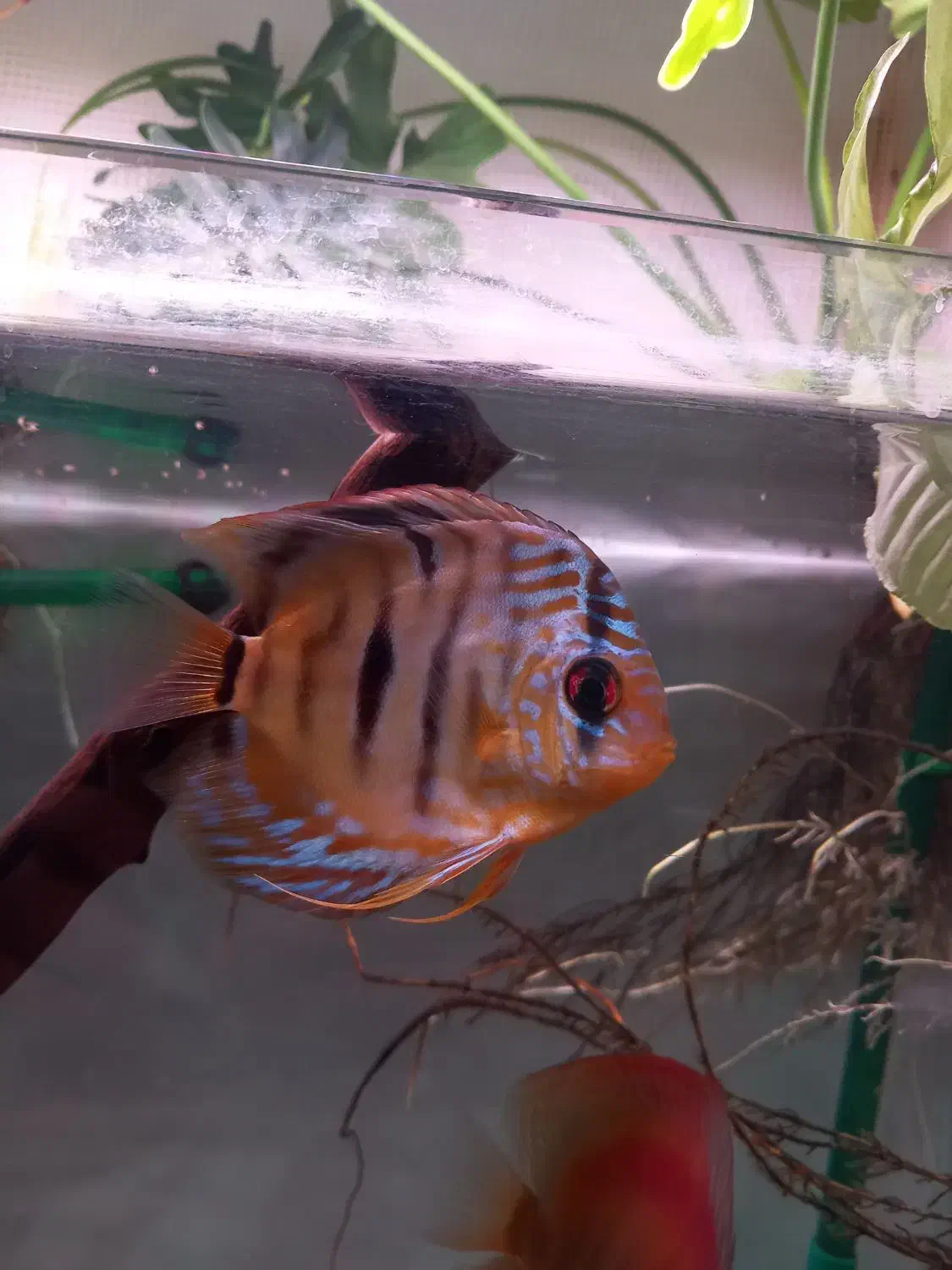 دیسکس هکل|ماهی|کرج, خرمدشت|دیوار