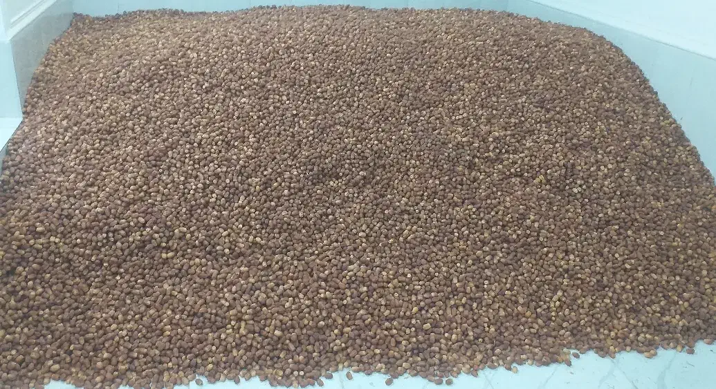 خرما قصب درجه یک|عمده‌فروشی|لار, |دیوار