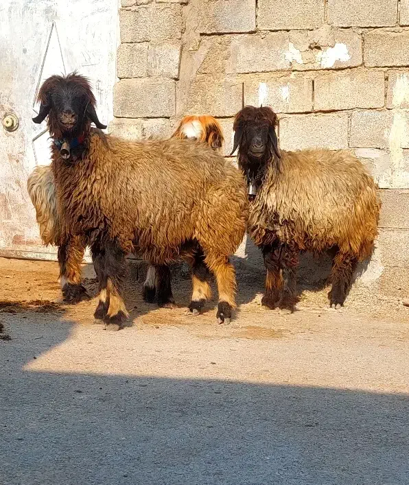 4راس میش سطح یک|حیوانات مزرعه|شوشتر, |دیوار