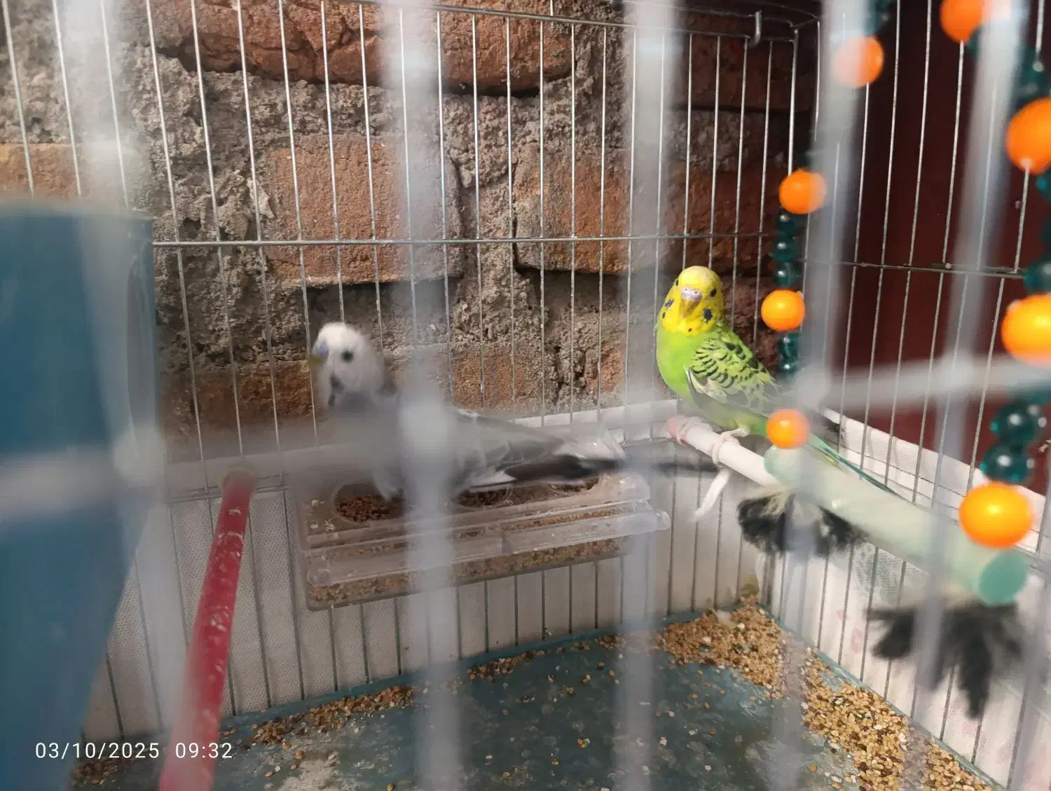 مرغ عشق|پرنده|بوکان, |دیوار