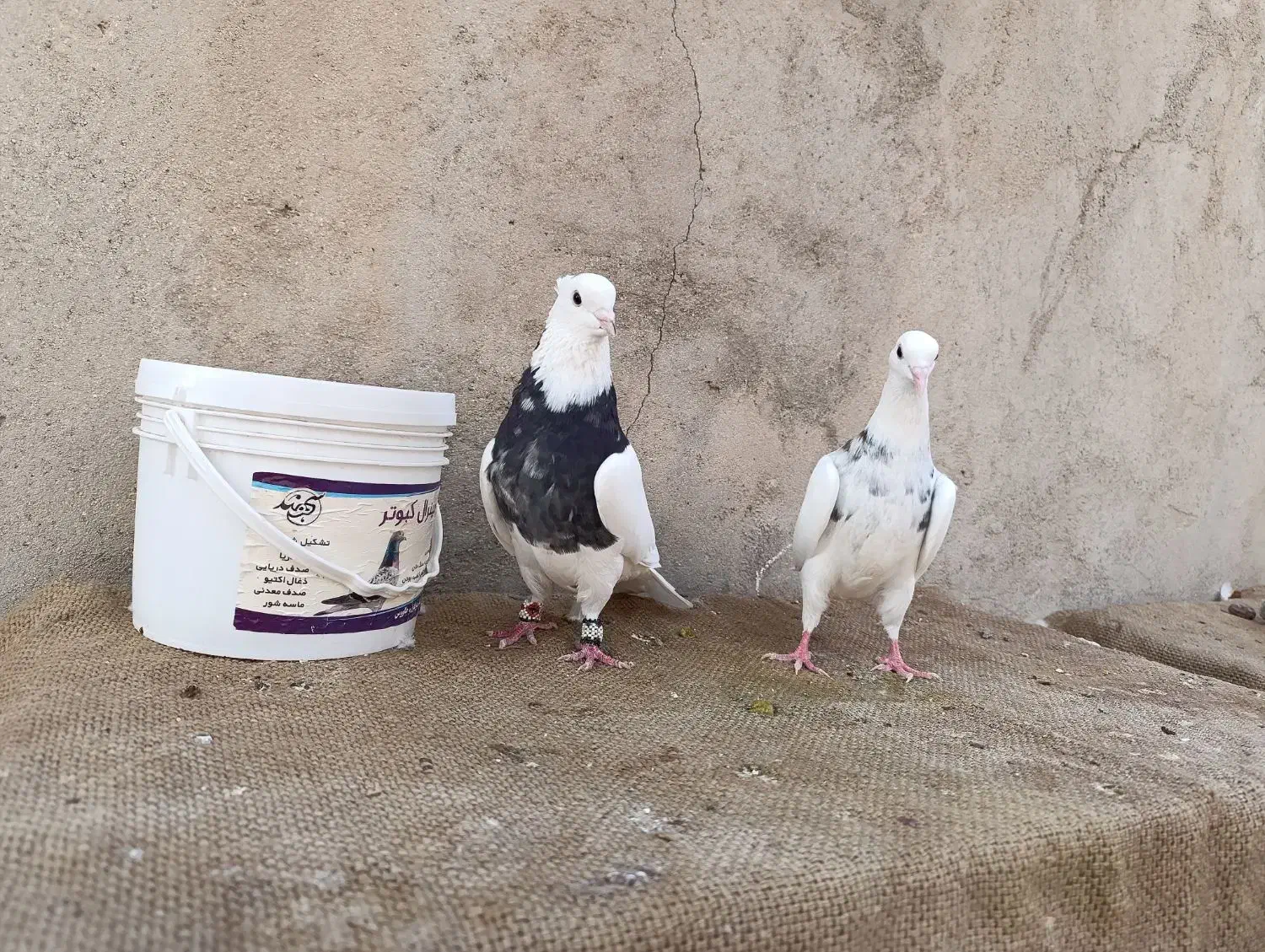 فروشی|پرنده|لامرد, |دیوار