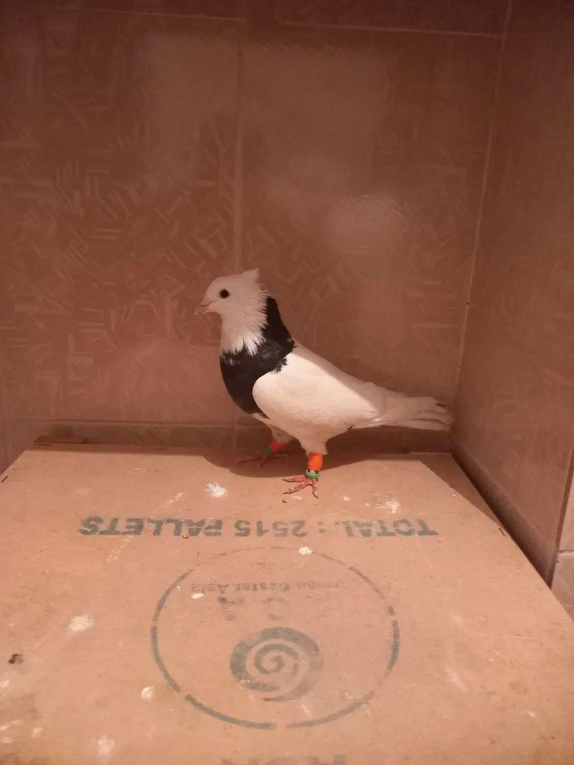 سه تا کبوتر قیمت خوب|پرنده|مرودشت, فرهنگ|دیوار