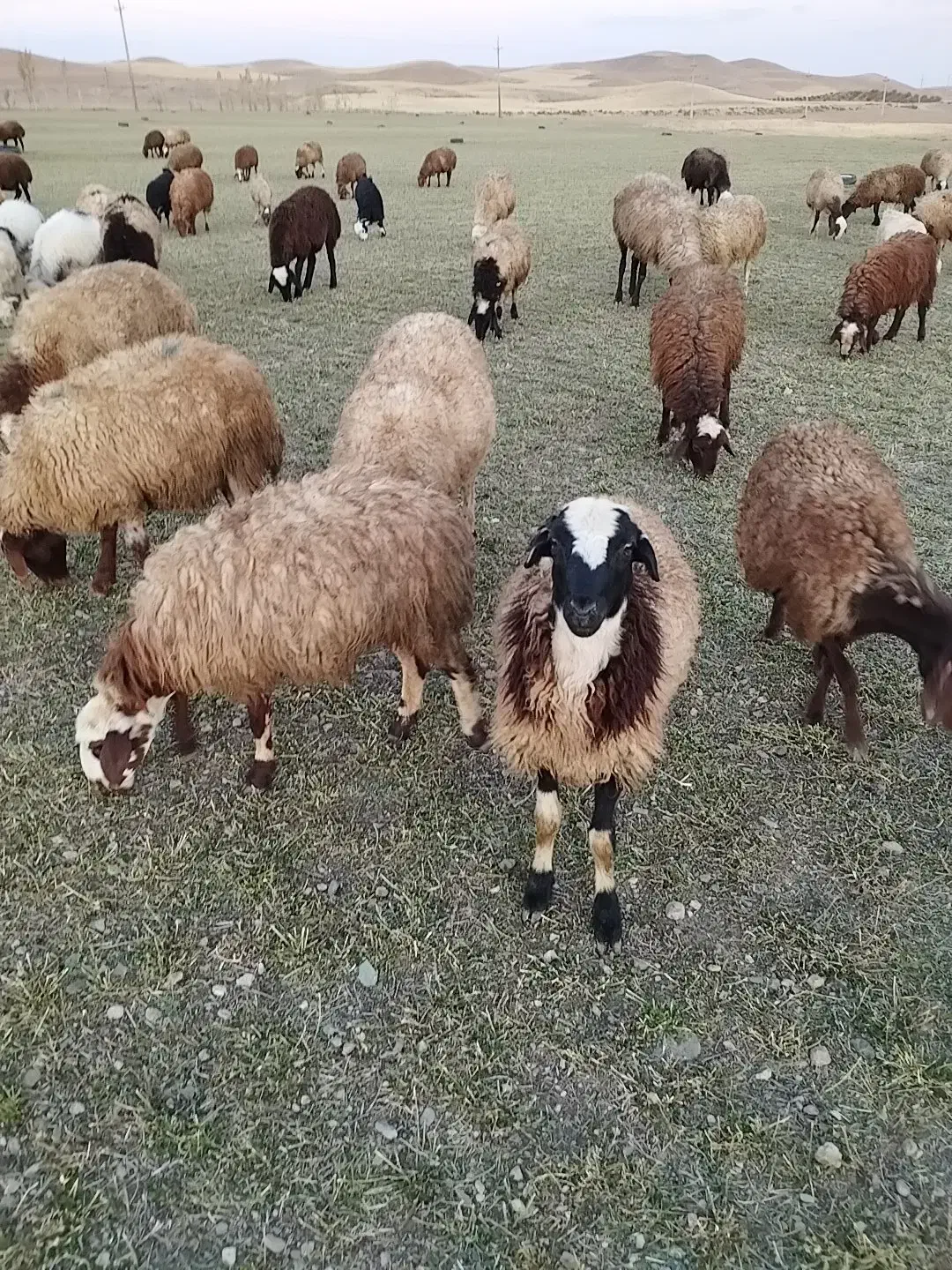 گوسفند یک گله۶۱عددی|حیوانات مزرعه|چنگ الماسی, |دیوار