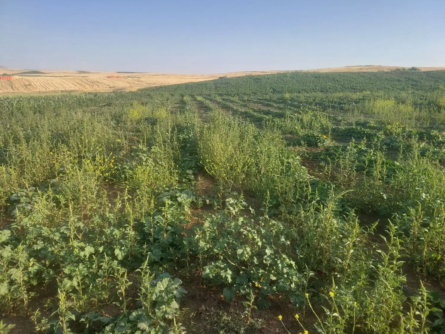 سلام لوبیا سفید درجه یک|حراج|اصفهان, بوستان آینه خانه|دیوار