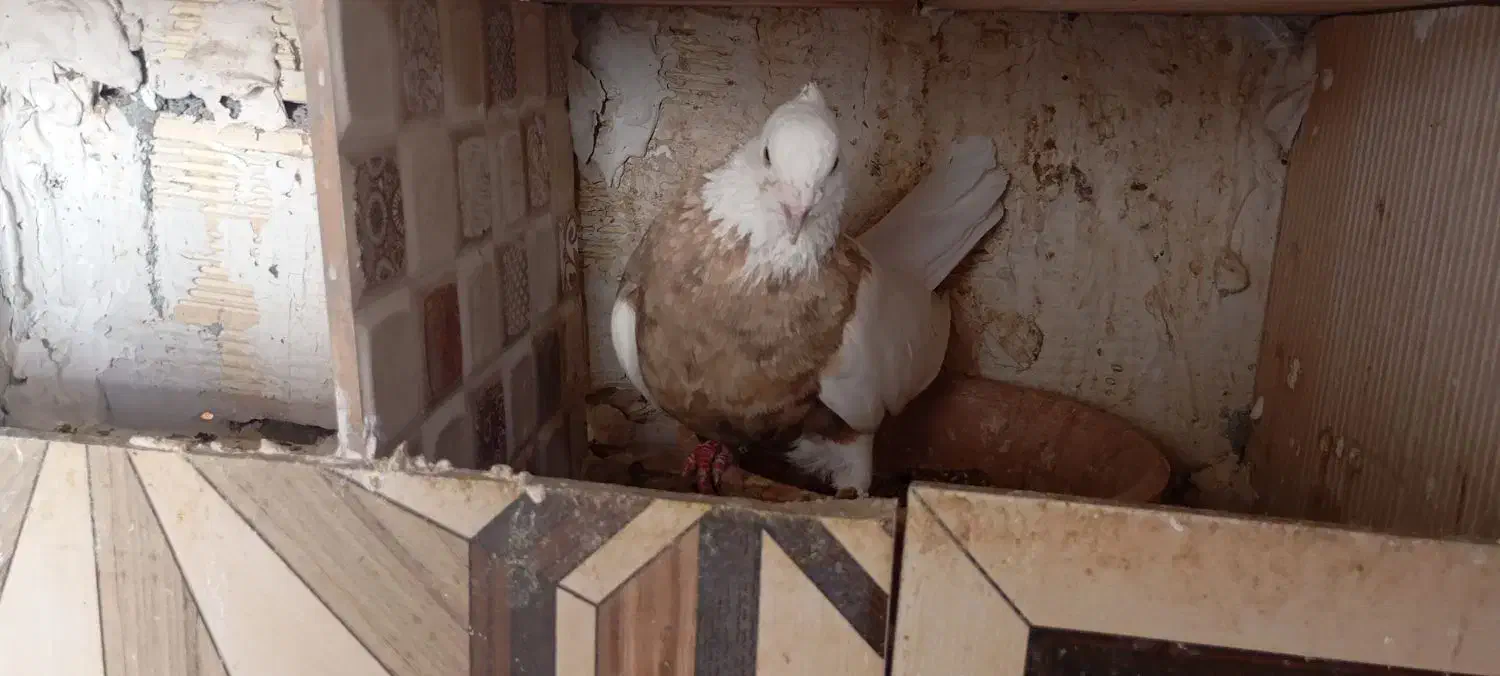 کبوتر طوقی نرو ماده|پرنده|جوانرود, |دیوار