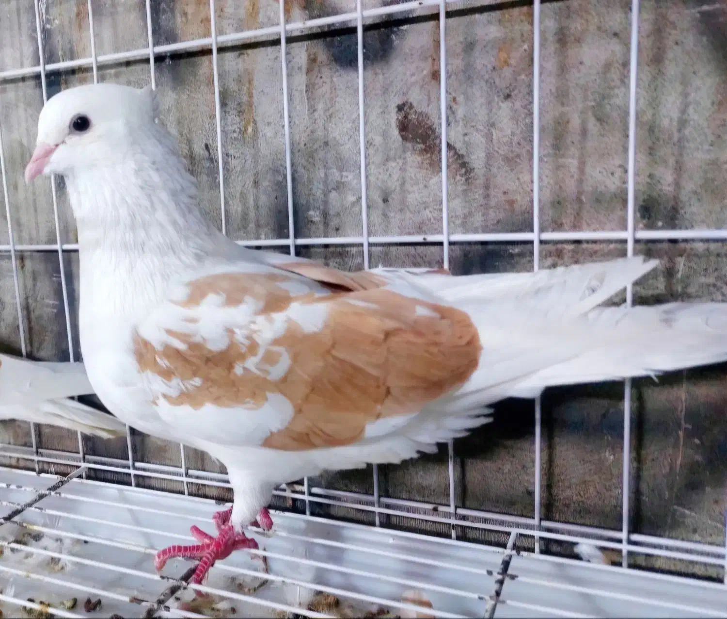 کبوتر کله ای|پرنده|بندر گناوه, |دیوار