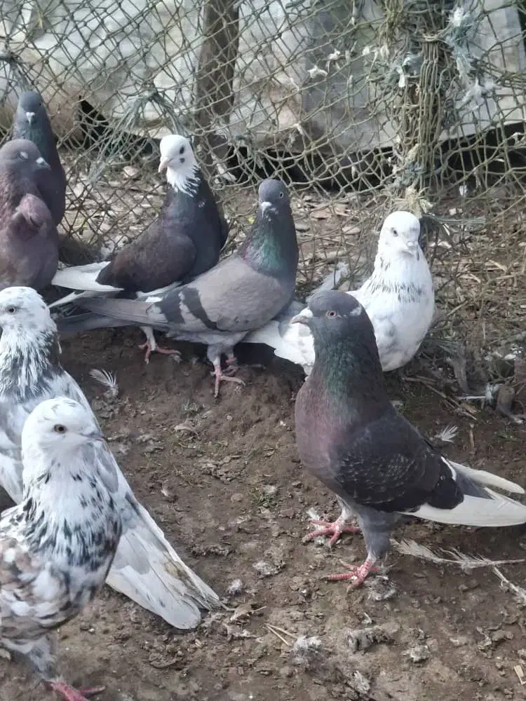 کفتر پرشی|پرنده|آستانه اشرفیه, |دیوار