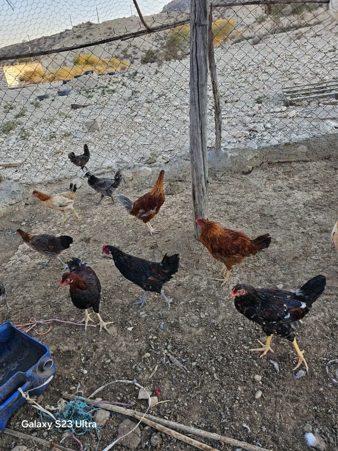 جوجه نر و ماده محلی اصل|حیوانات مزرعه|جم, |دیوار