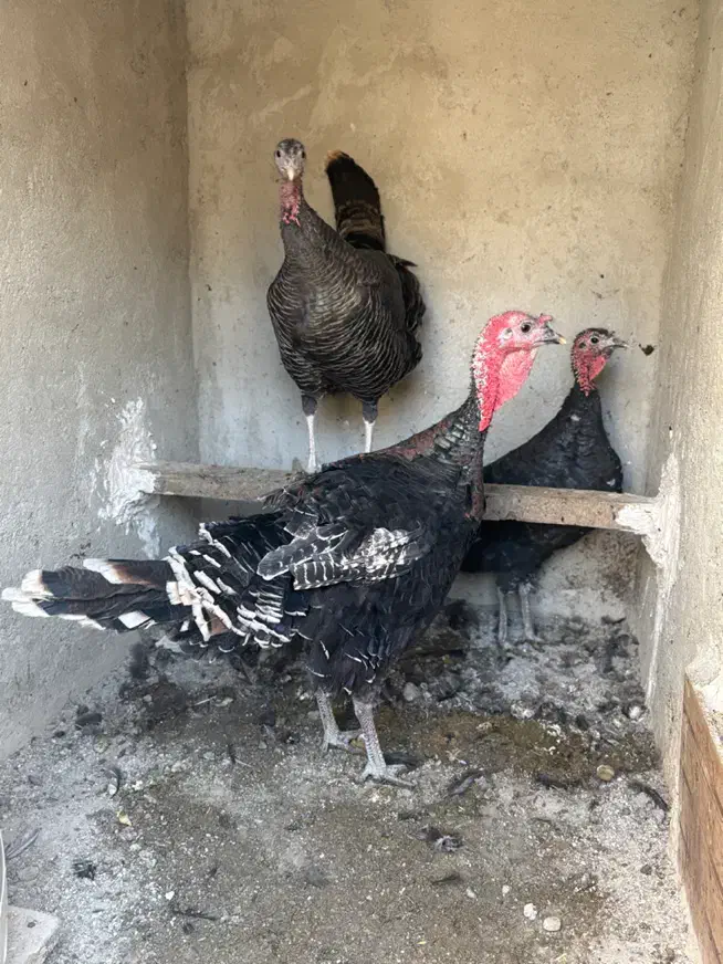 بوقلمون ارگانیک|حیوانات مزرعه|شهریار, شهرک امیریه|دیوار