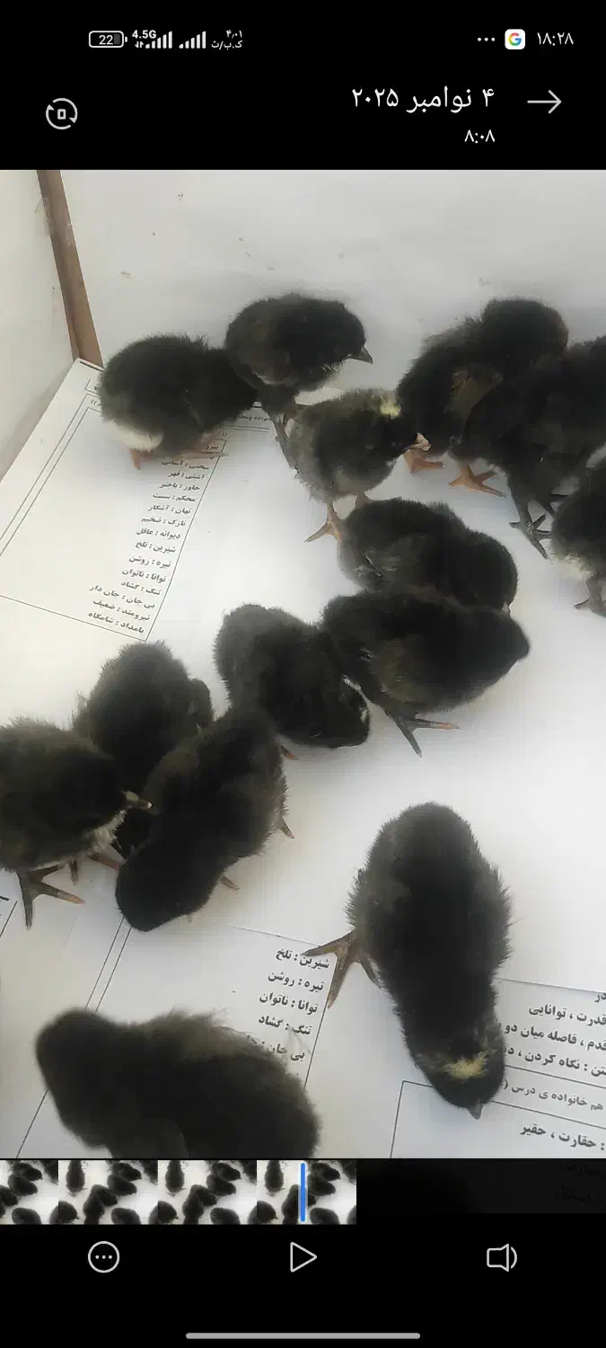 تخم مرغ نطفه دار|حیوانات مزرعه|دهگلان, |دیوار