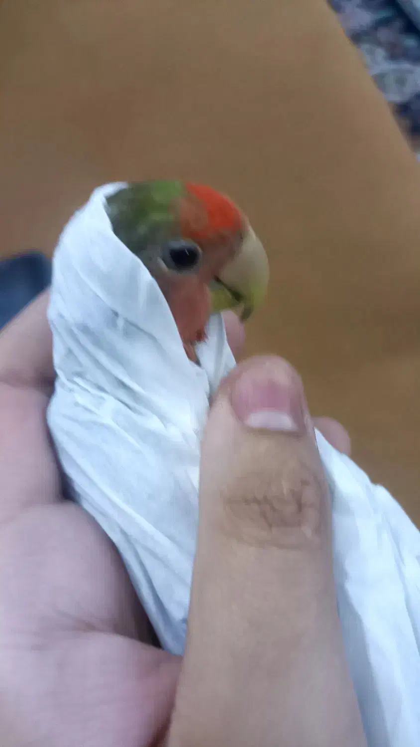 کوتوله|حیوانات|قم, شهر قائم|دیوار