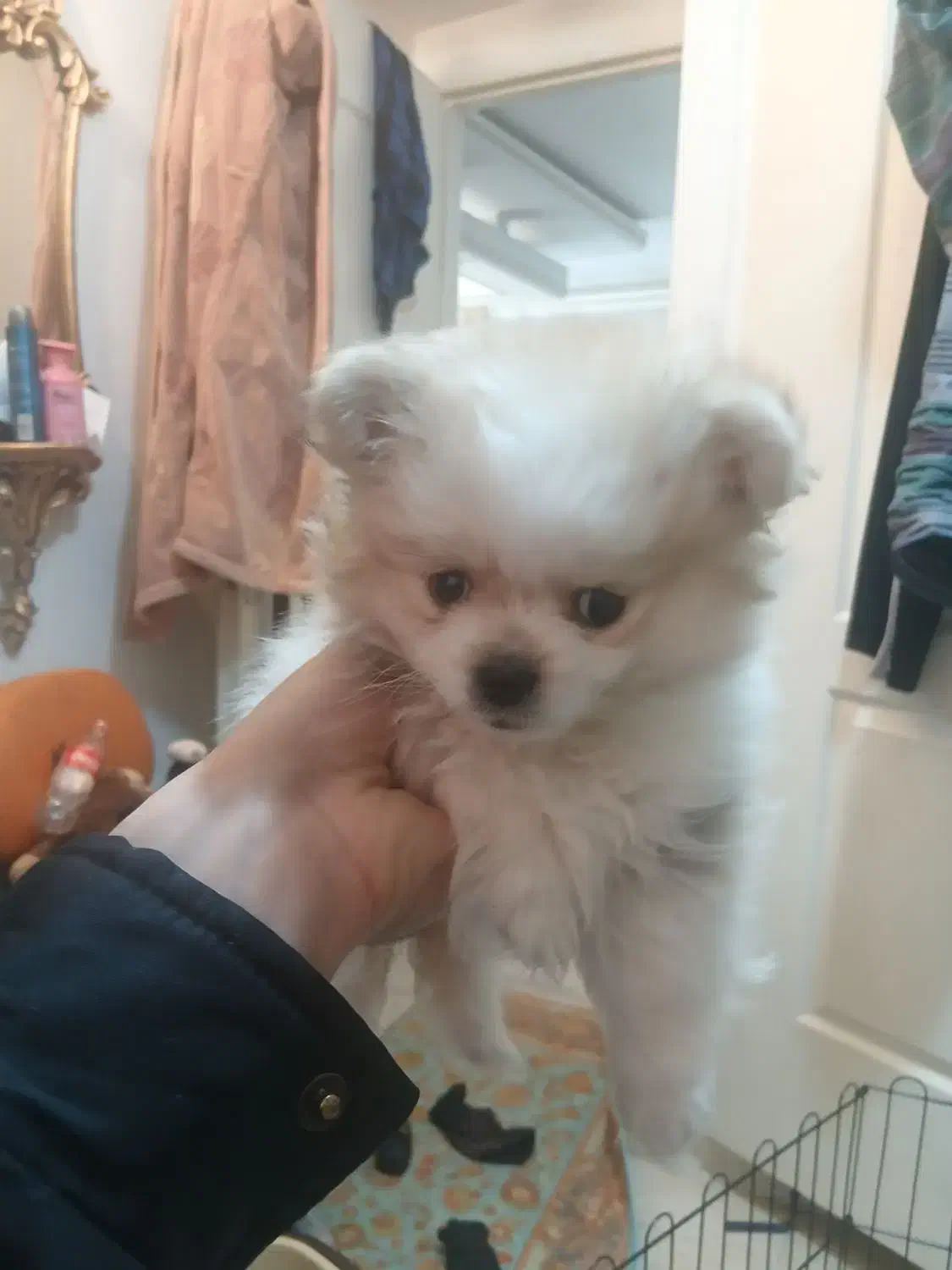 توله سگ پامر|سگ|تهران, کرمان|دیوار