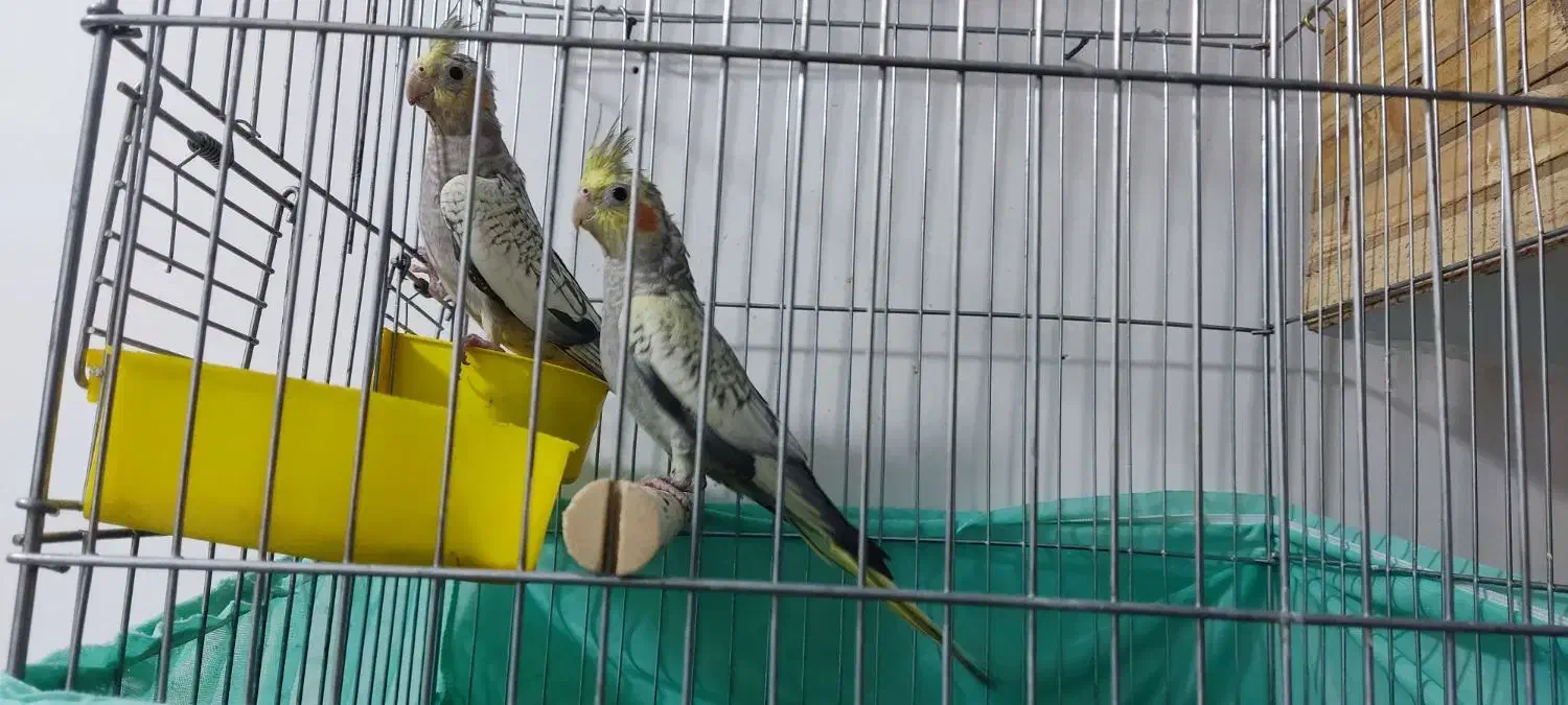 تعویض عروس هلندی با طوطی برزیلی|پرنده|اسلام‌شهر, شهرک سالور|دیوار