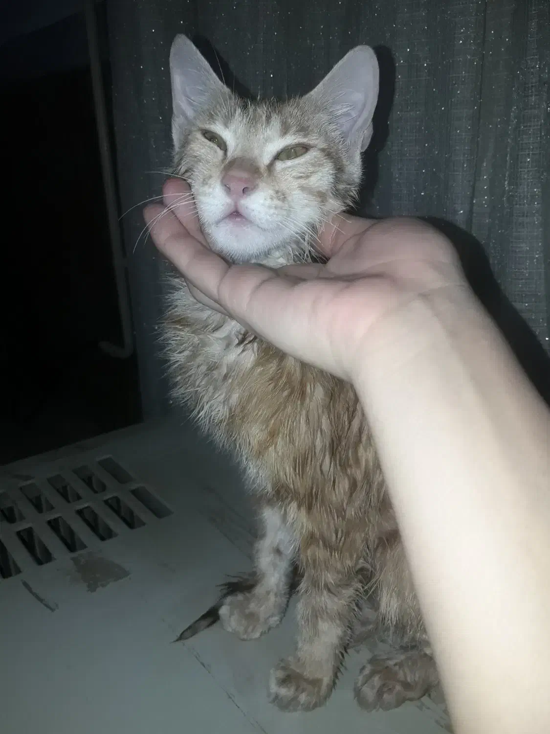 واگذاری|گربه|گرگان, |دیوار