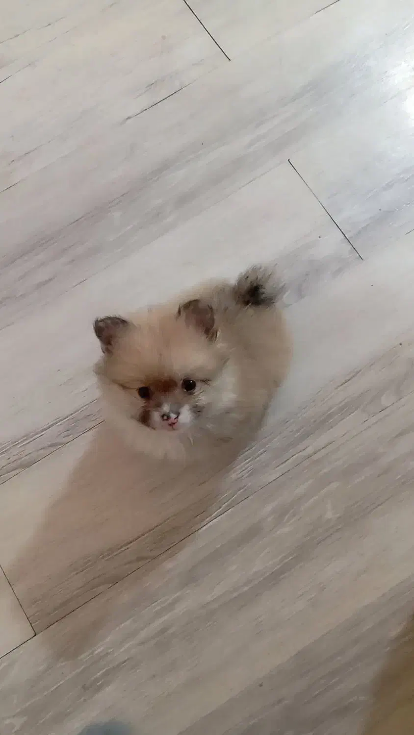 پامرخرسی|سگ|ساوه, |دیوار