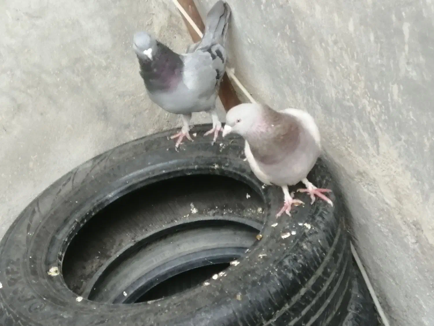 فوری فوری تا فردا دوتاش 250|پرنده|یاسوج, |دیوار