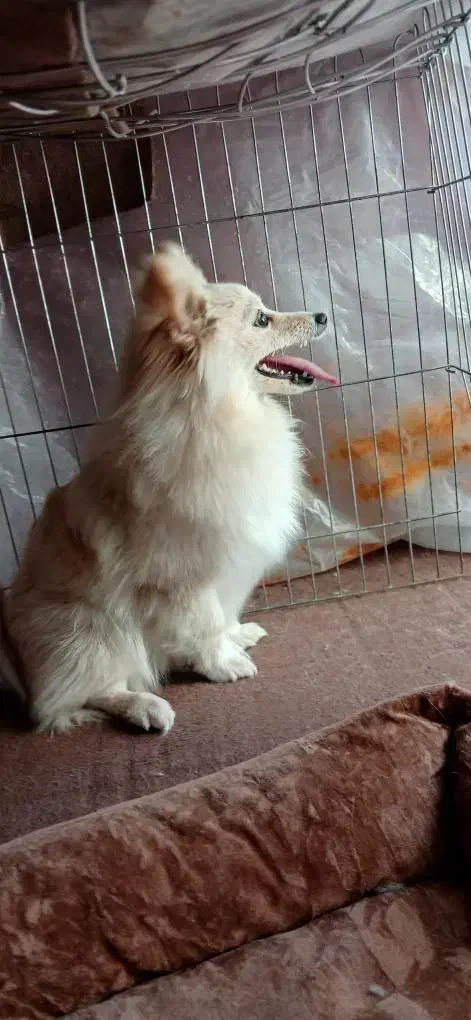 پت پامرانین روباهی یک ساله|سگ|قره ضیاالدین, |دیوار