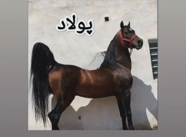آموزش|خدمات آموزشی|تبریز, |دیوار