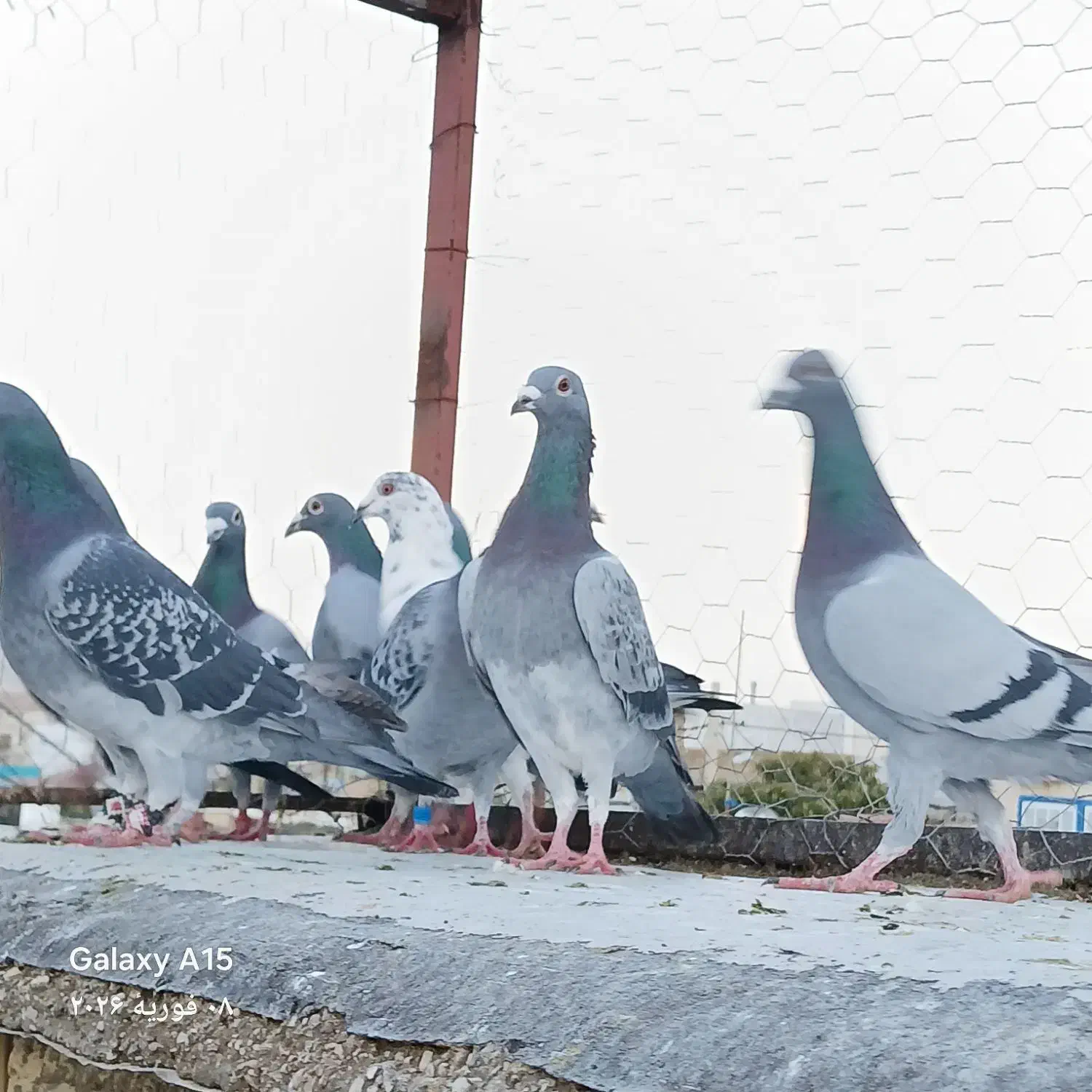 یهودی. دسته سبز کوهی|پرنده|شیراز, شهرک قمشه|دیوار