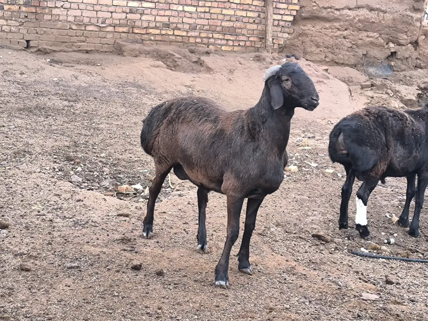 111111|حیوانات مزرعه|تربت جام, جامرود|دیوار