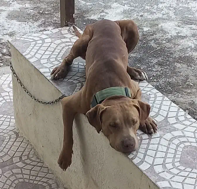 پیتبول (فقط کشش)|سگ|ماسال, |دیوار