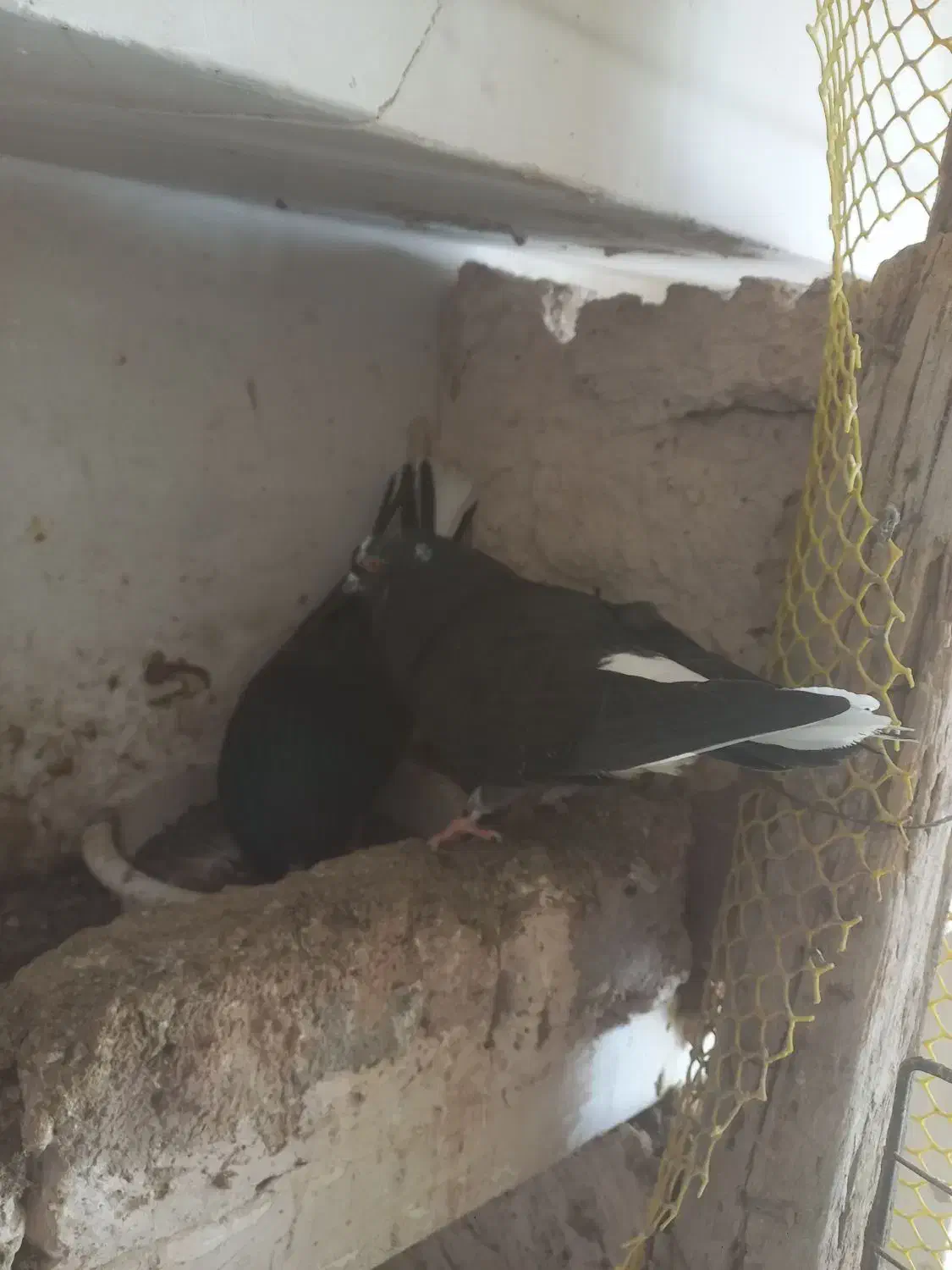 کبوتر|پرنده|پلدشت, |دیوار