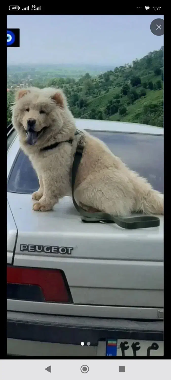 سگ چاو چاو اصل زبان بنفش دم پیچیده کینک سایز فی14|سگ|شیراز, ملاصدرا|دیوار