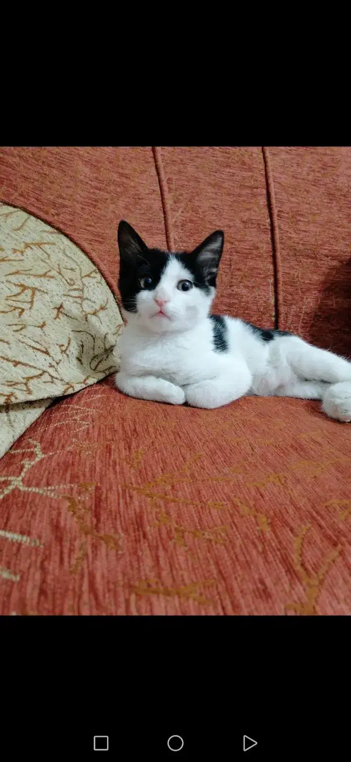 گربه|گربه|کازرون, |دیوار