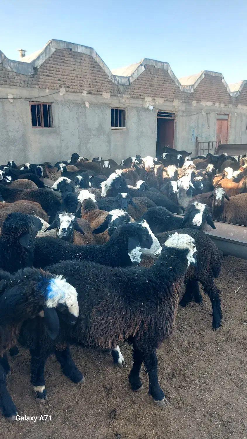 بره نر پای پروار داشتی|حیوانات مزرعه|محمدبار, |دیوار