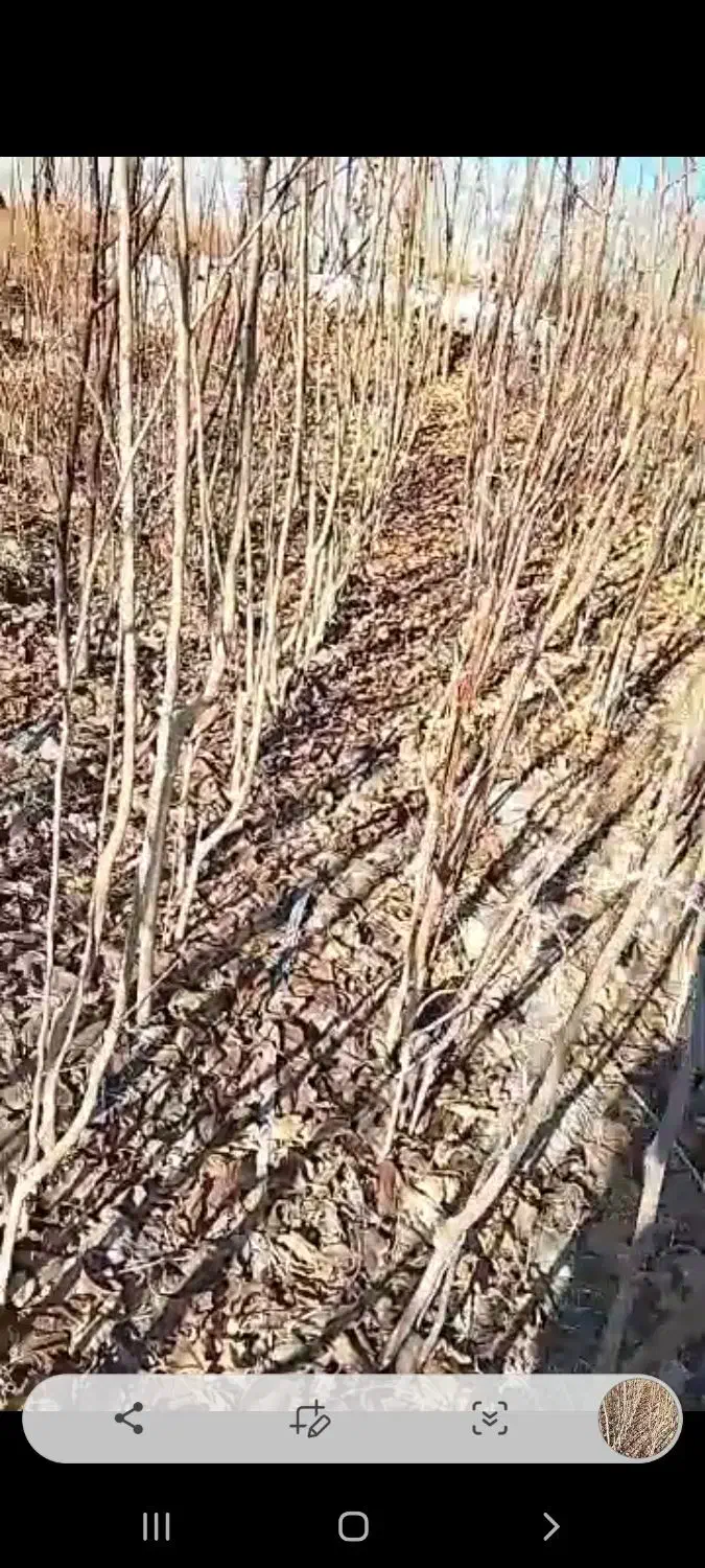 توت دوساله و سه ساله|گل و گیاه طبیعی|شاندیز, |دیوار