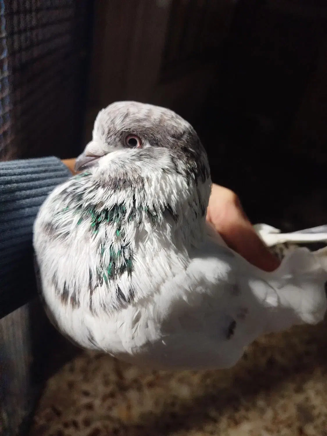 کبوتر جوجه کشی|پرنده|لنگرود, |دیوار