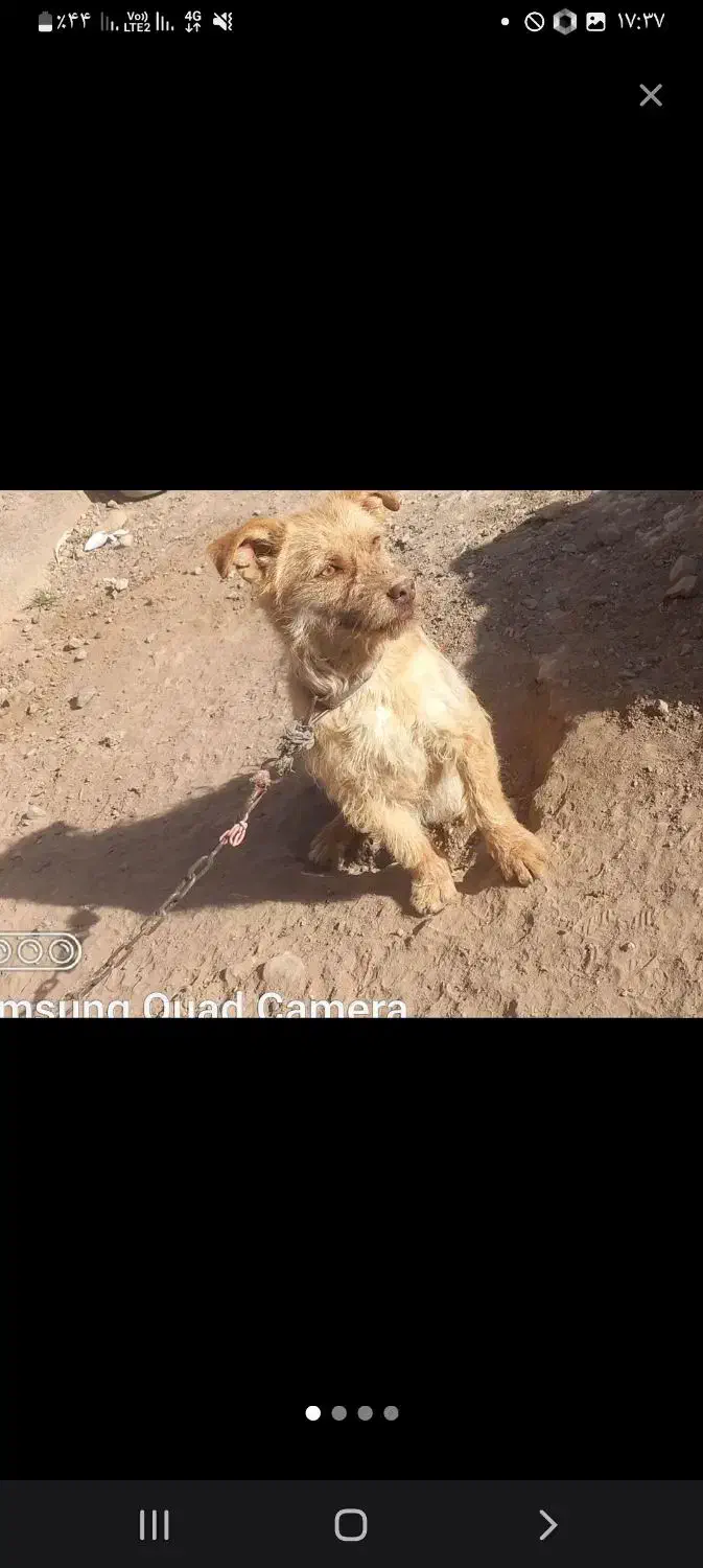 پاپی گمشده|سگ|بوژگان, |دیوار