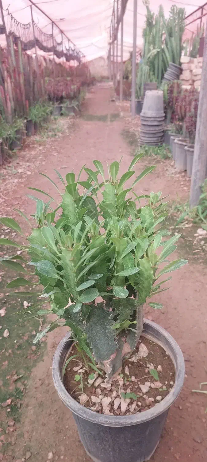 افوربیا|گل و گیاه طبیعی|محلات, |دیوار