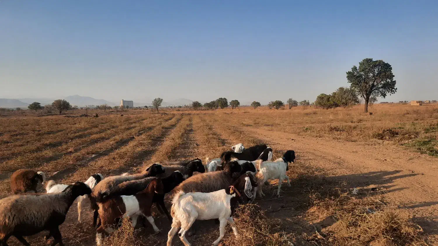 ۶راس میش چال ۳راس بز با بزغاله ۱راس نربز|حیوانات مزرعه|تاکستان, |دیوار