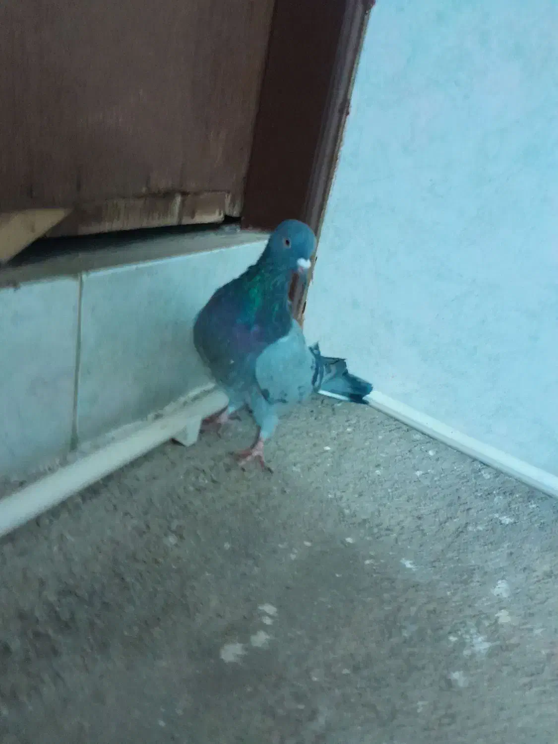 کبوتر|پرنده|بیستون, |دیوار