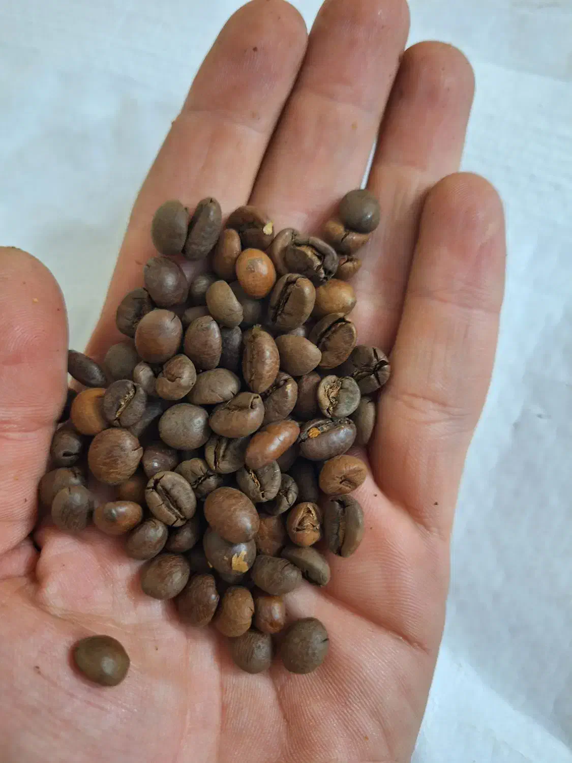 دان قهوه درجه یک|خوردنی و آشامیدنی|تهران, عباسی|دیوار