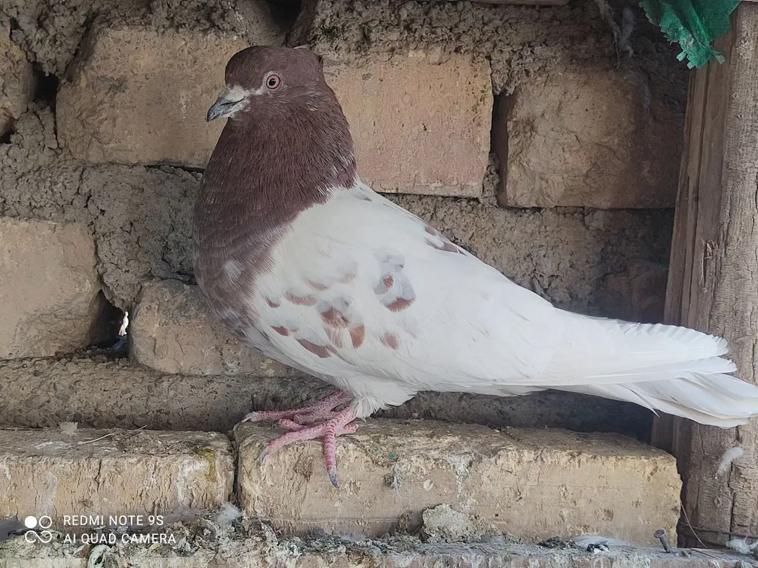 نر کله ای قاب بلند|پرنده|پیر بکران, |دیوار