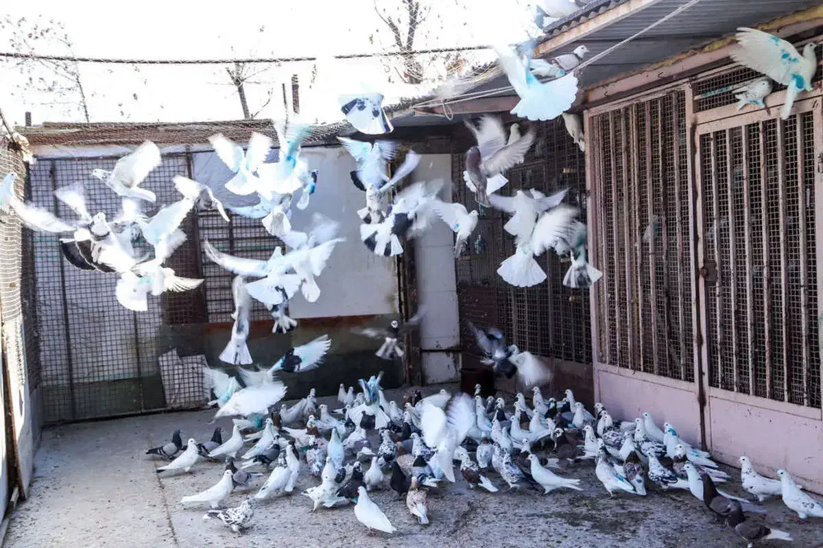 کفتر|پرنده|اردستان, |دیوار