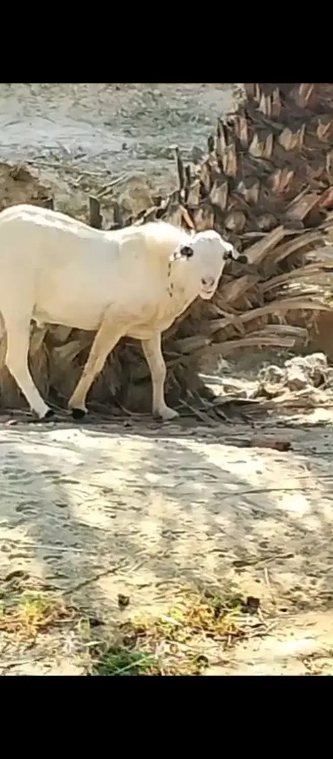 فروش نری|حیوانات مزرعه|فین, |دیوار