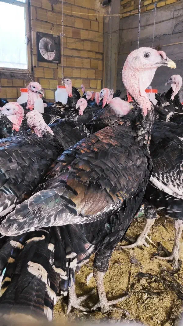 آگهی فروش بوقلمون برنز و بوربون|حیوانات مزرعه|میانه, |دیوار