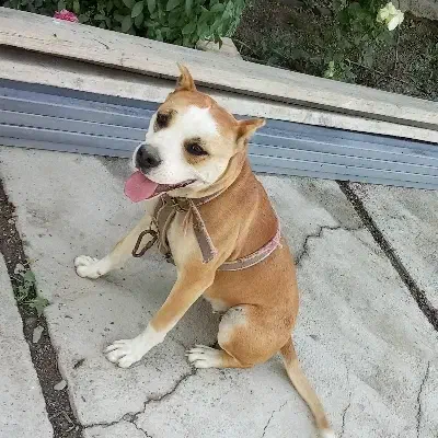 سگ گمشده|سگ|نوشین شهر, |دیوار