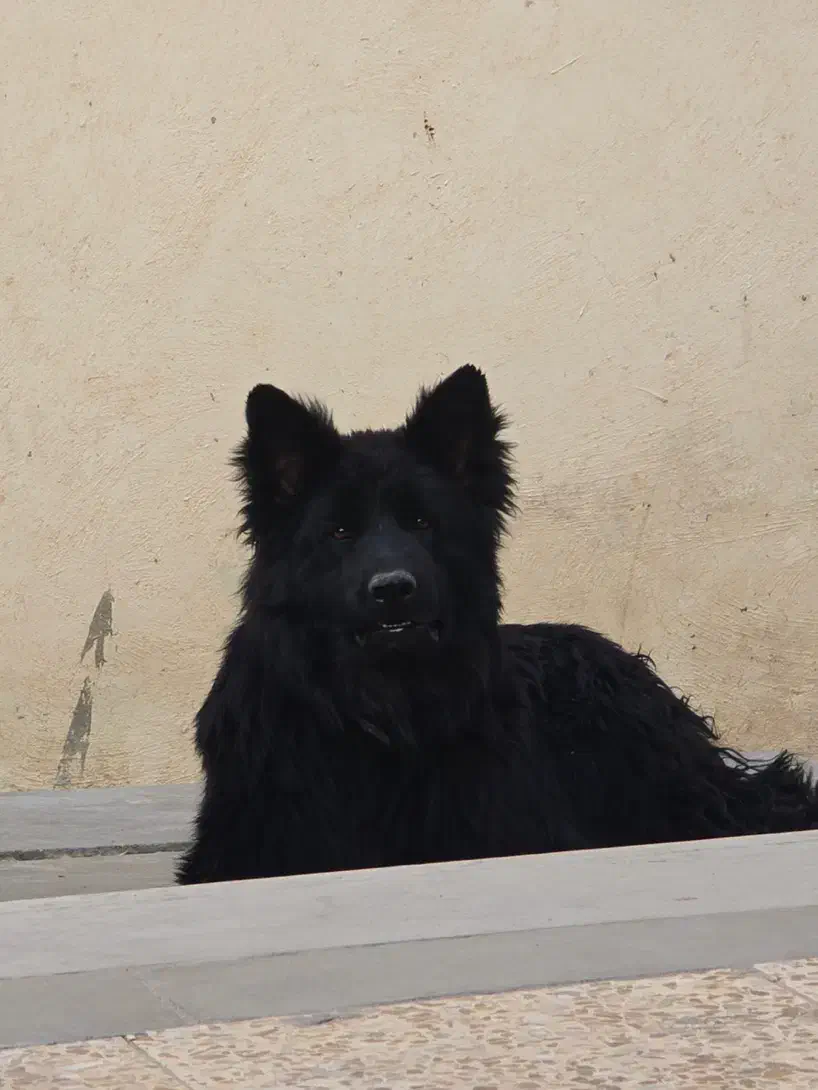 فروش ژرمن بلک یک سالو نیم سگ نر میباشد|سگ|رامجین, |دیوار