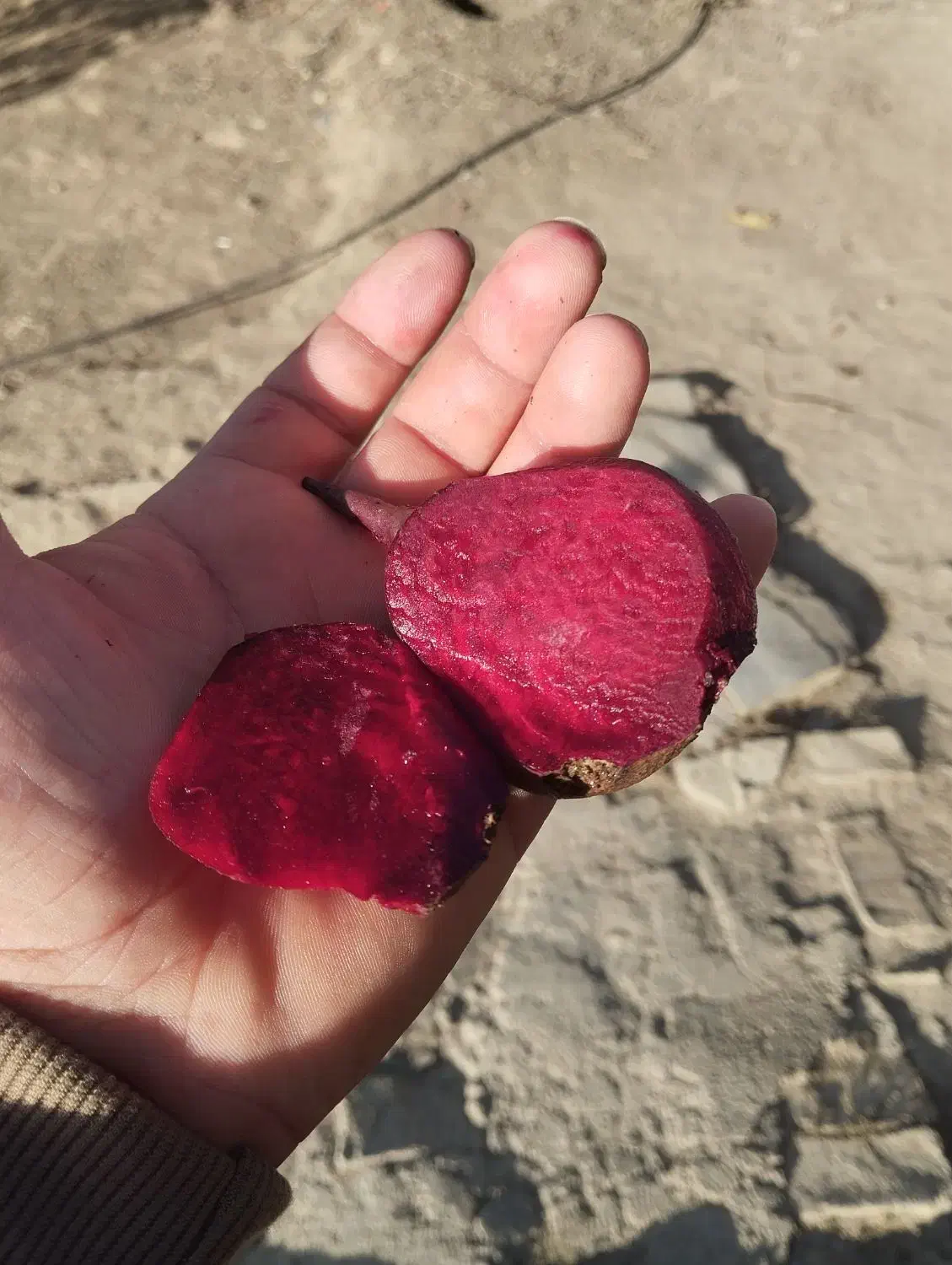 چغندر لبو|خوردنی و آشامیدنی|زند, |دیوار