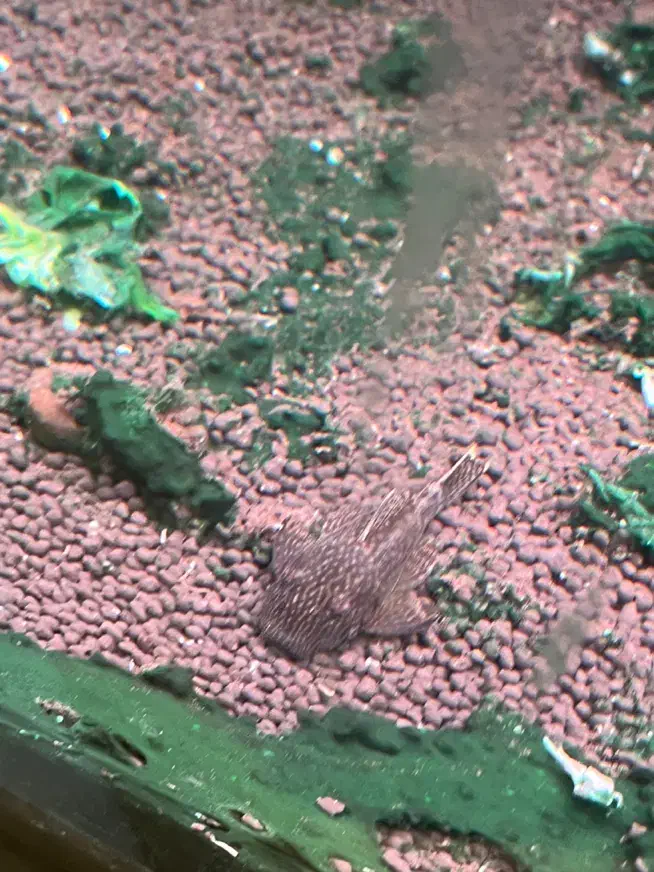 ماهی گیاه خوار تترا|ماهی|رشت, نیکمرام|دیوار