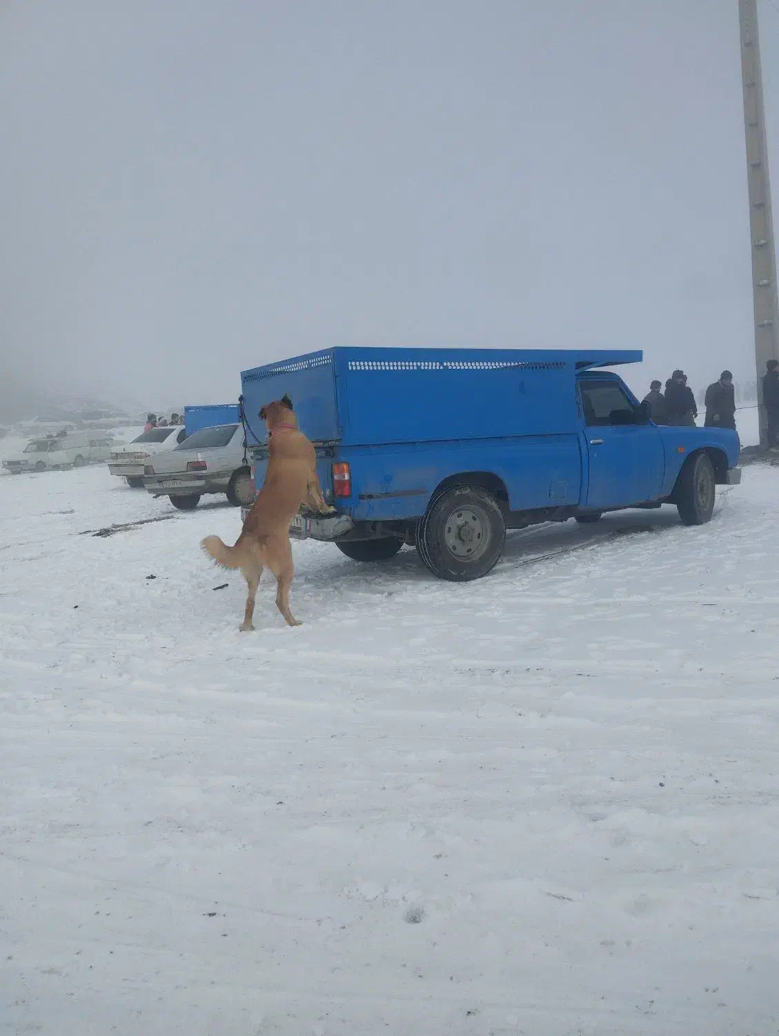 یک عدد توله سرابی|سگ|ملایر, |دیوار