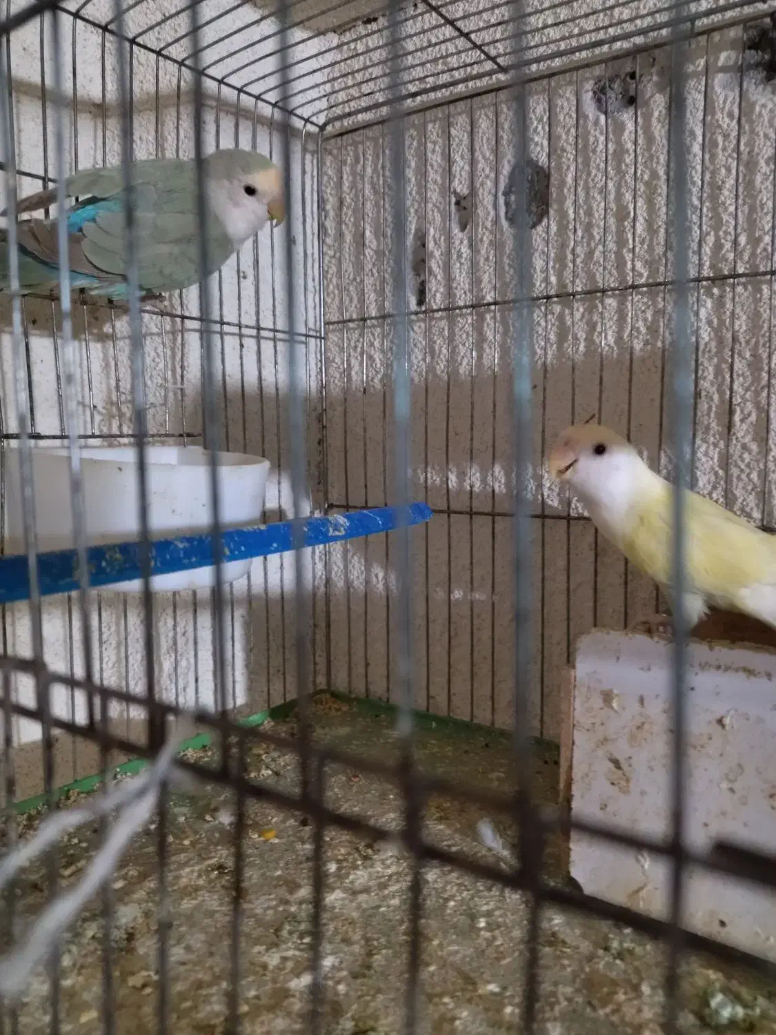 طوطی برزیلی|پرنده|جم, |دیوار